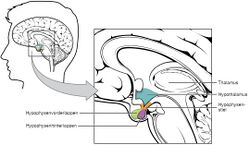 Thalamus, Hypothalamus, Hypophyse.jpg