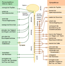 Das vegetative Nervensystem.png